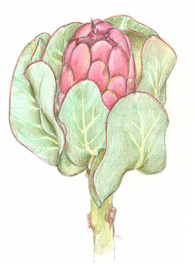 Protea