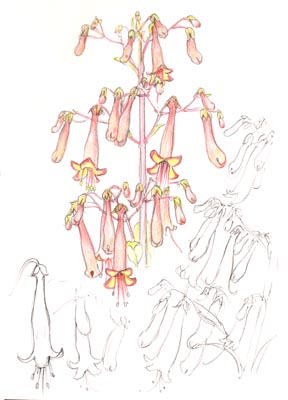 Fuchsia