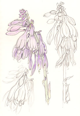 Hosta