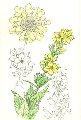 Scabious