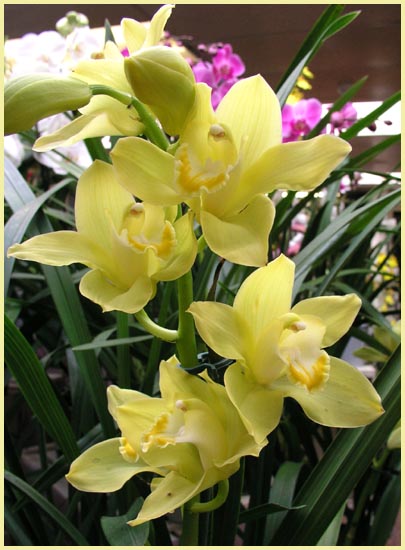 Cattleya