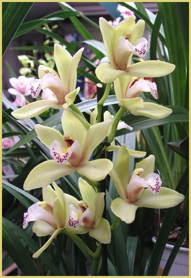 Cattleya