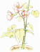 Abutilon