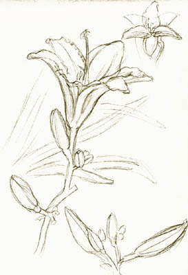 Day Lily