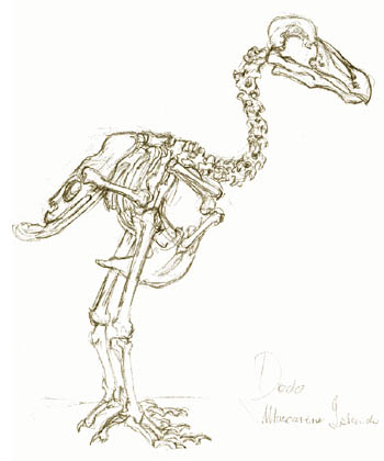 Dodo Skeleton