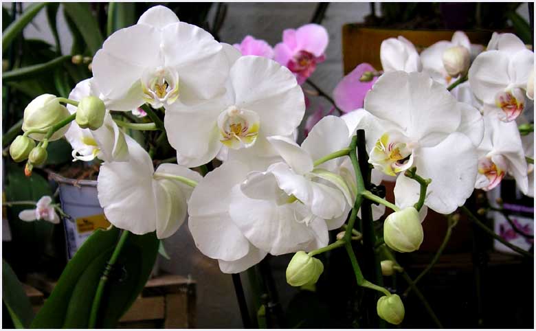 Orchids