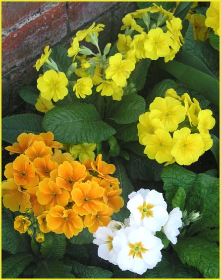 Polyanthus