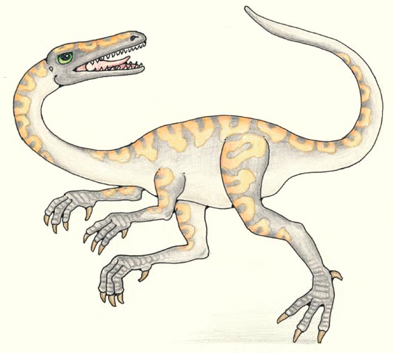 Coelophysis