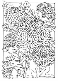 Chrysanthemuns